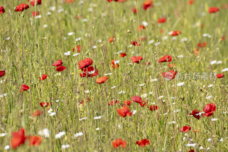 德国，Baden-Württemberg，八卦罂粟(Papaver rhoeas)，罂粟，八卦玫瑰。